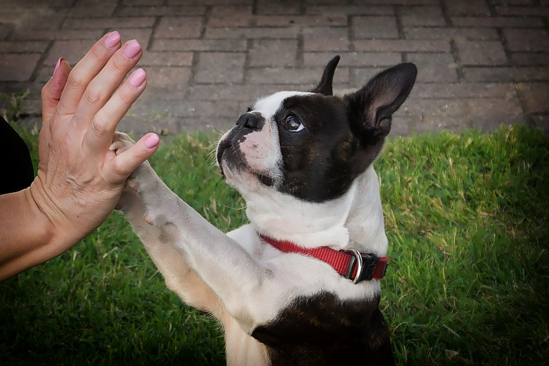 Here's How to Teach Your Dog to High Five!