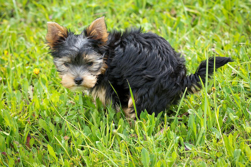 Tips to Make Your Puppy Poop Quickly