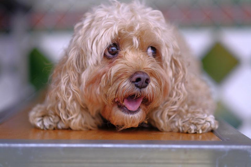 5 Types of Dog Personalities