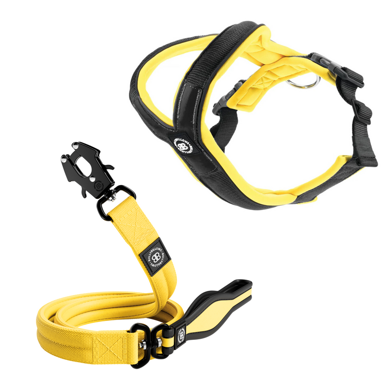 Slip-on Harness & Mini Combat Lead Bundle - Black x Yellow