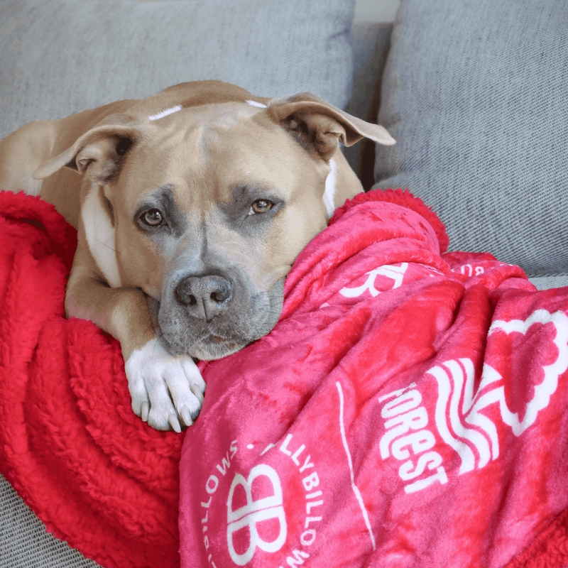Nottingham Forest Edition | Luxury Dog & Human Blanket