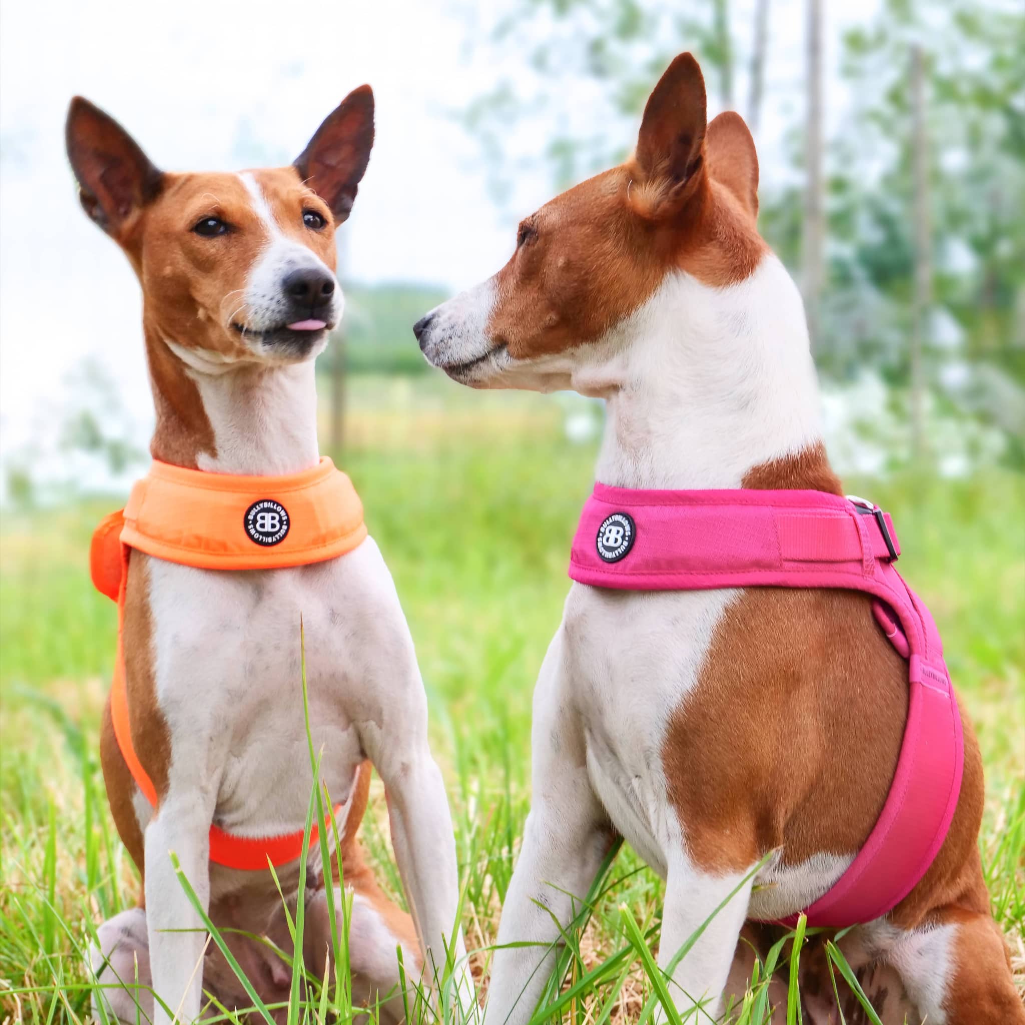 Bold and bright images are preferred