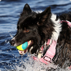 Border Collie collars