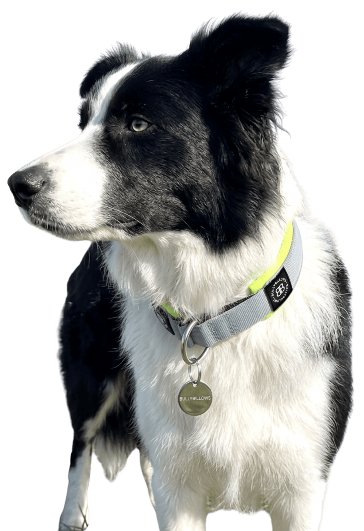 photo of Border Collies