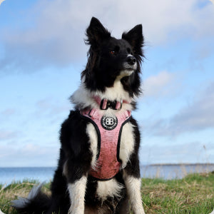Border Collie harness