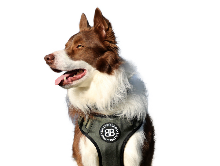 Border Collie Accessories