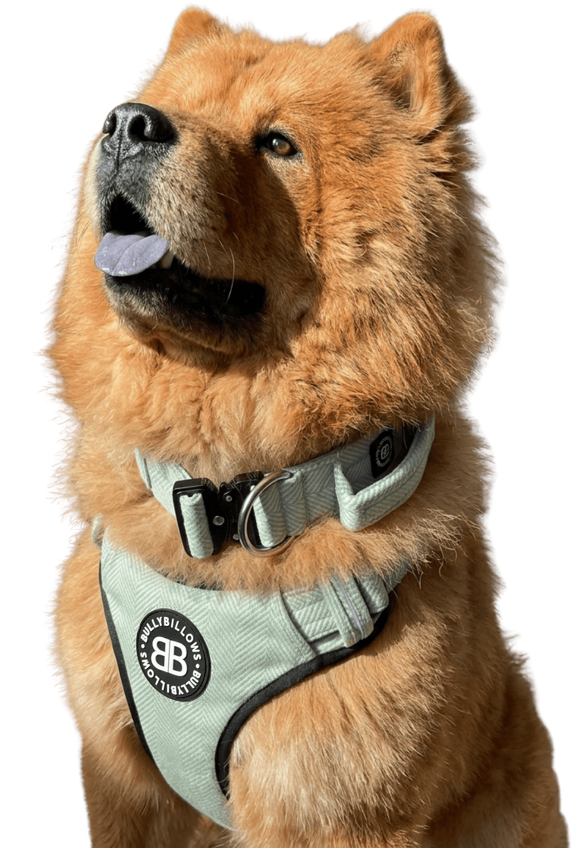 photo of Chow Chows