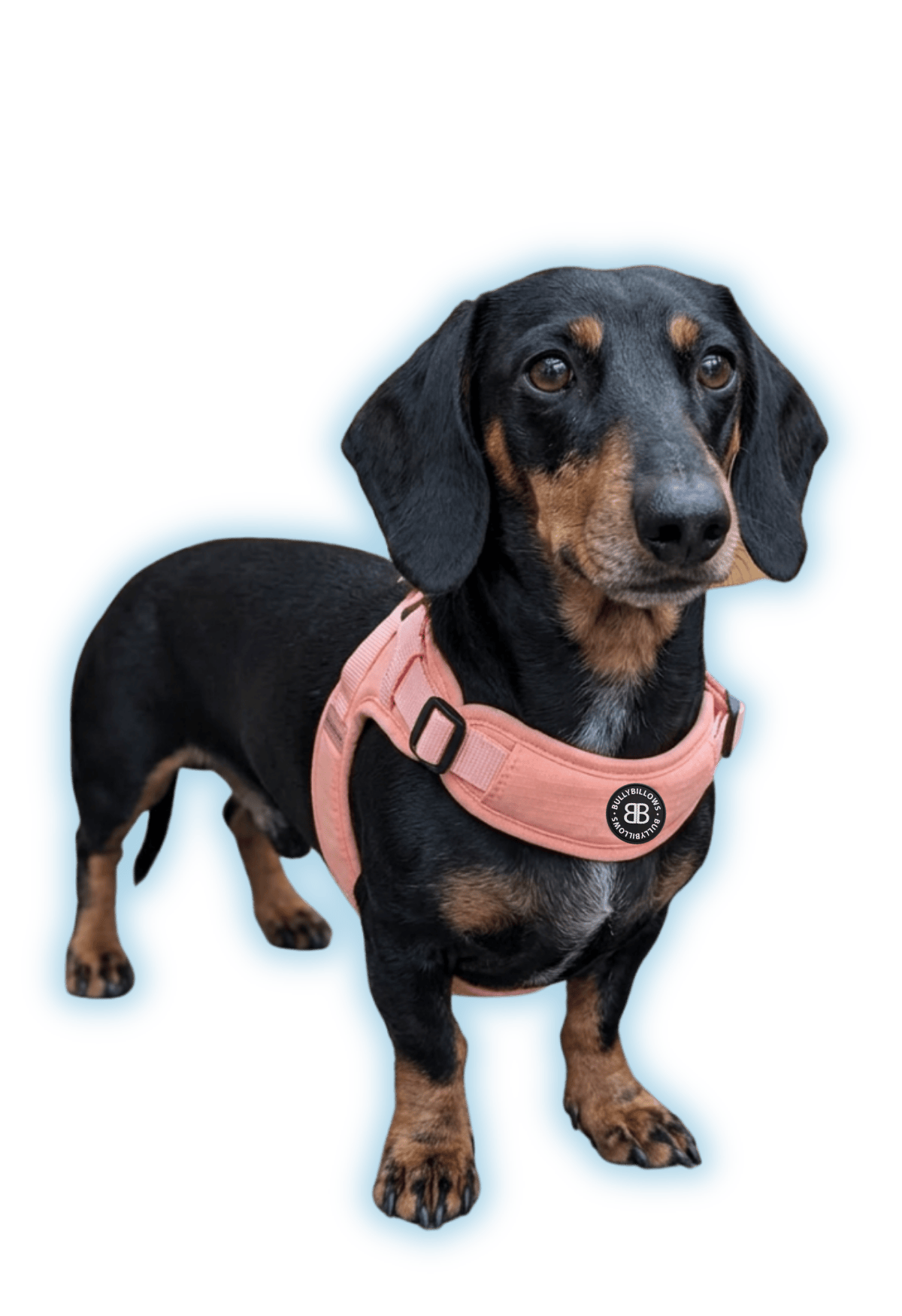 photo of Dachshunds