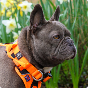 Frenchie Collar