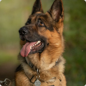 German Shepherd Collar