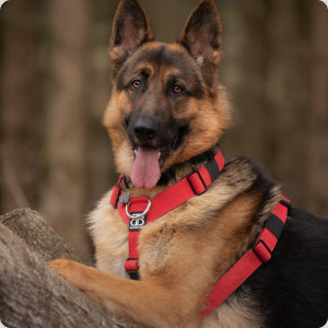 German Shepherd Harness