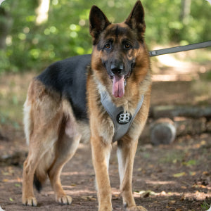 German Shepherd Lead