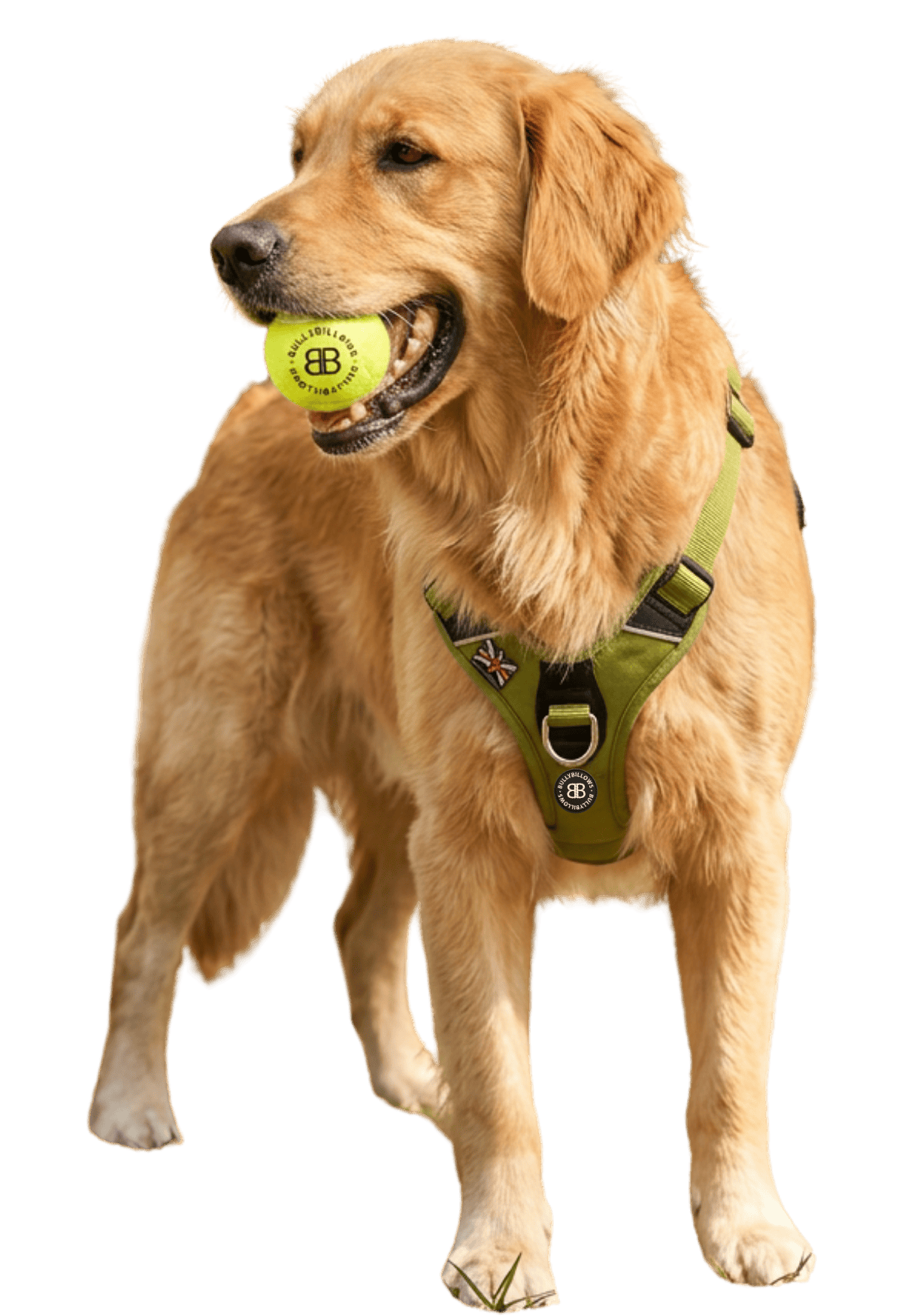 photo of Golden Retrievers