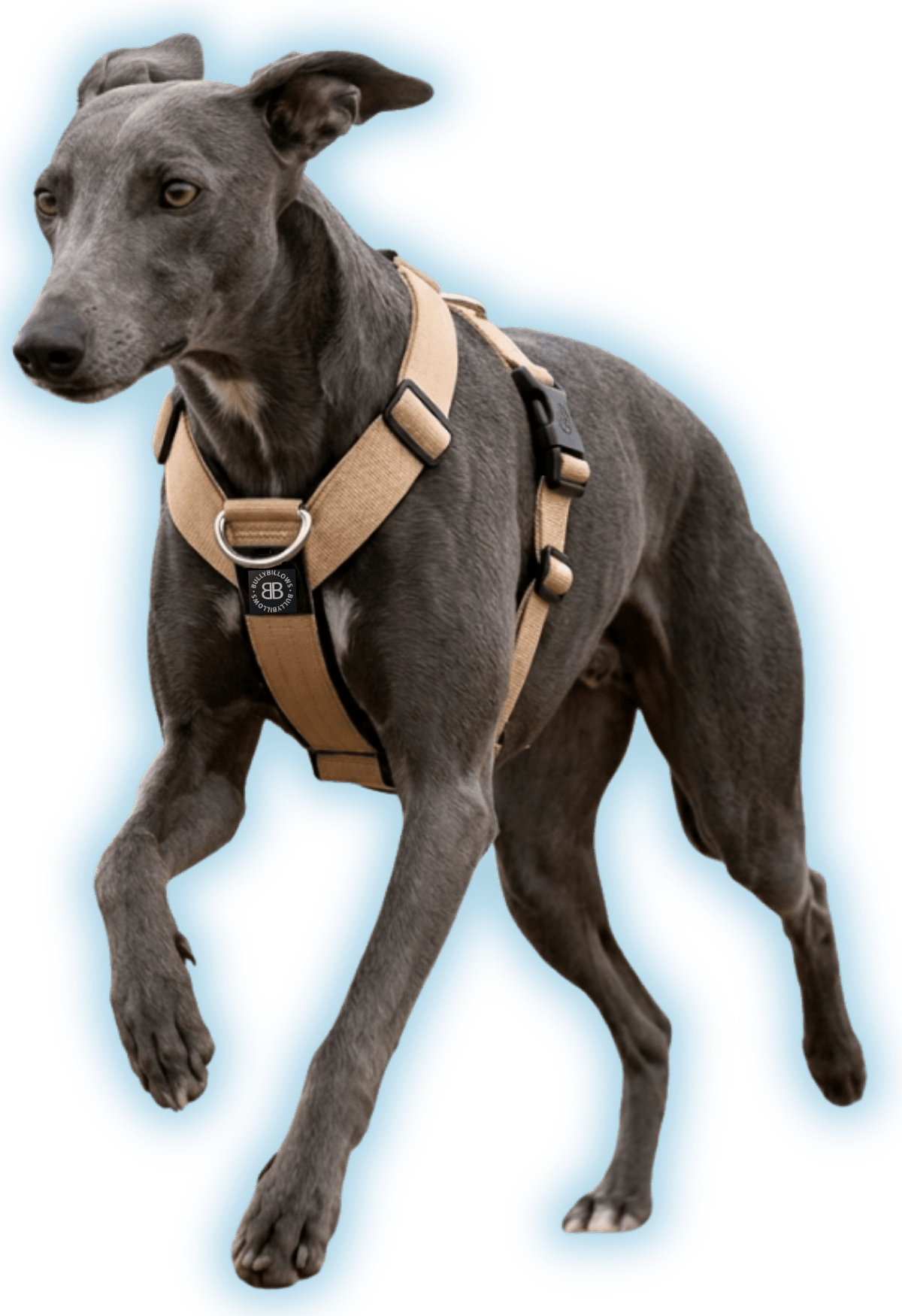 photo of Greyhounds