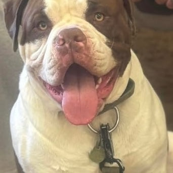 Brown and white Bulldog wearing BullyBillows 5 cm Combat Collar in orange, panting happily indoors.