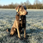 collars on Labradors