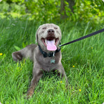 harnesses on Labradors
