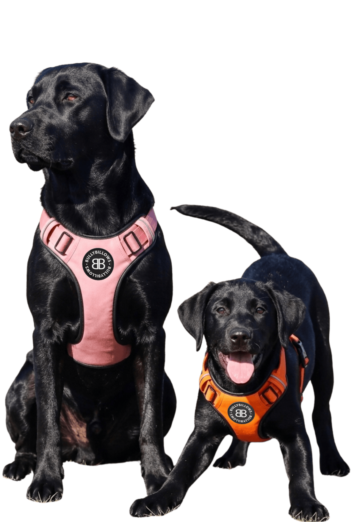 photo of Labradors