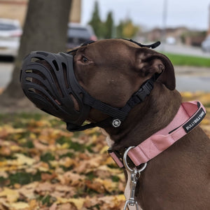 Safety Muzzle