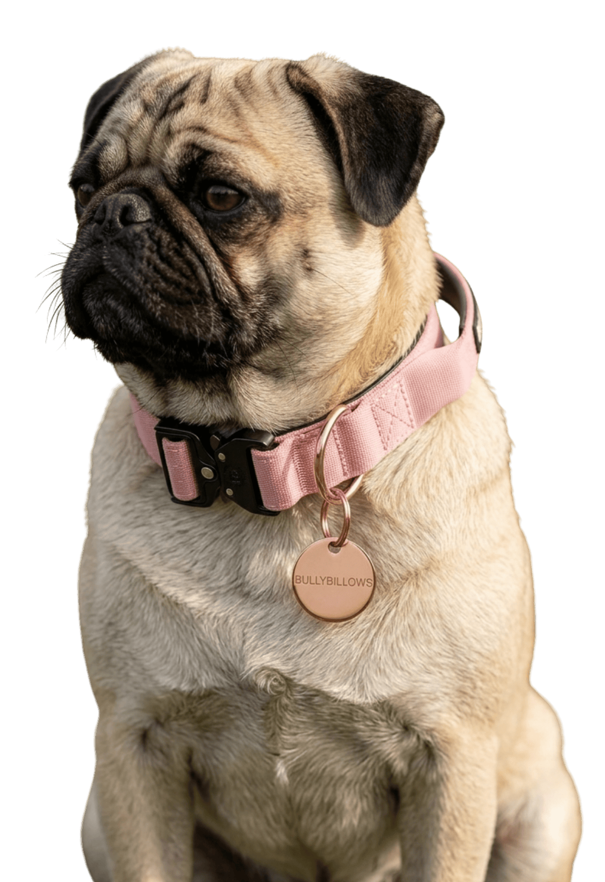 photo of Pugs