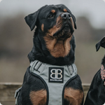 harnesses on Rottweilers