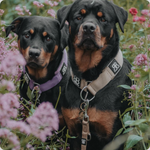 leads on Rottweilers