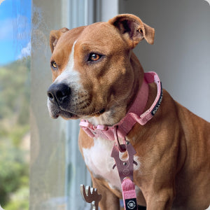 Staffy Dog Collar