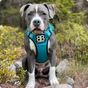 Staffy Harness