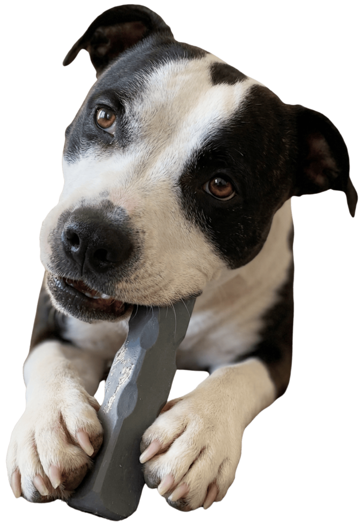 photo of Staffies