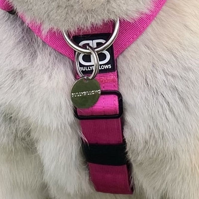 Silver ID tag on tri-harness