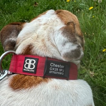 Black ID Attachment on a red combat collar