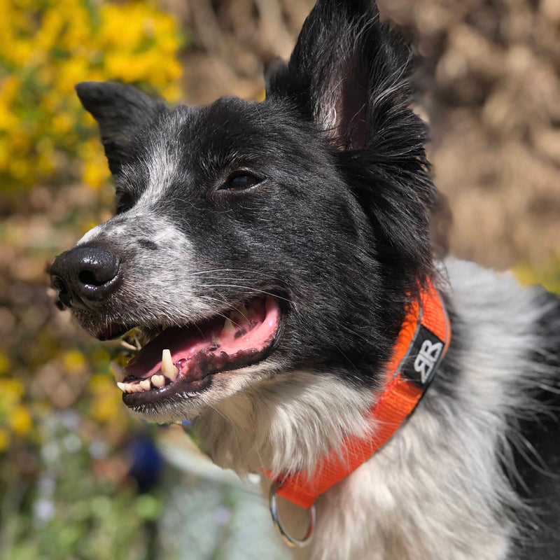 4cm Slip on Collar | Foam Padded - Yellow