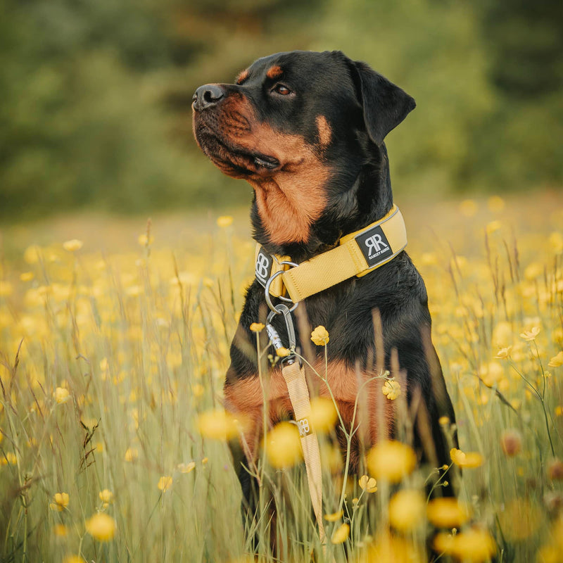 5cm Slip on Collar | Foam Padded - Yellow