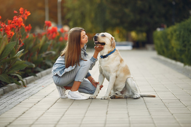 Importance of Durable Dog Collars