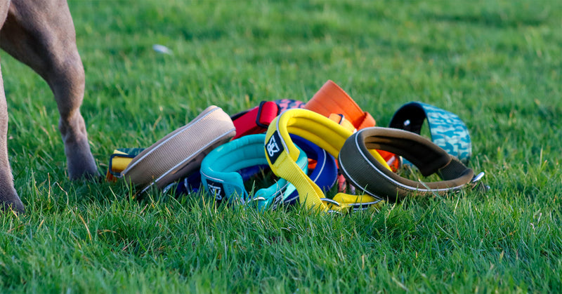 Should I Take My Dog's Collar Off When Indoors?