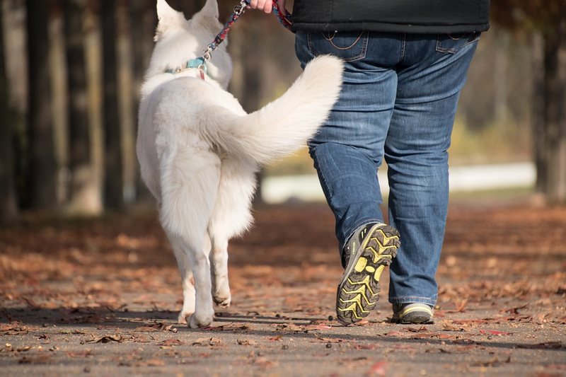 7 Amazing Hacks for Dog Owners