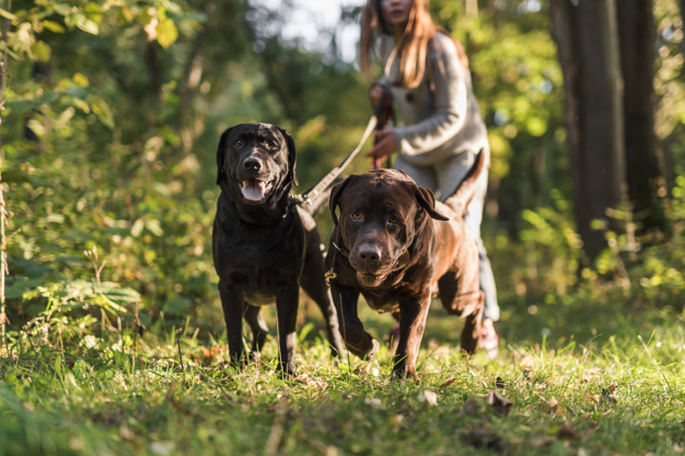 6 Simple Tips for Walking Two Dogs at Once