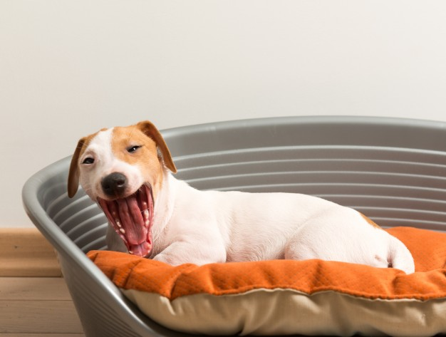 7 Ways to Help Your Puppy Sleep Through The Night