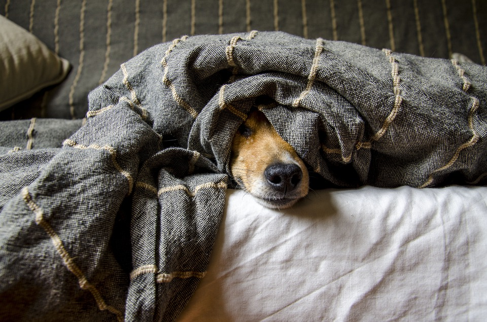 Proven Ways to Treat Anxiety in Dogs