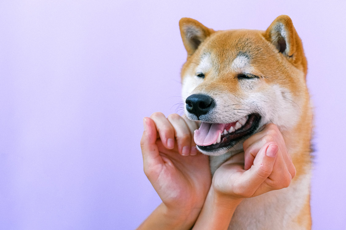 5 Simple Ways to Make Your Dog's Life Better