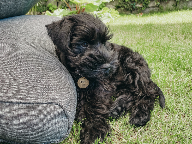 How to Choose a Perfect Dog Name? BullyBillows