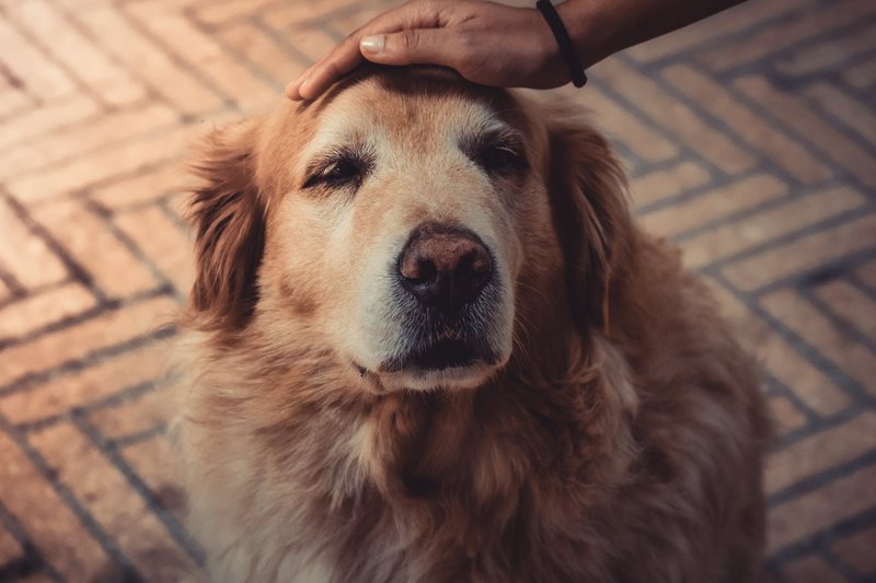 7 Common Health Problems in Senior Dogs