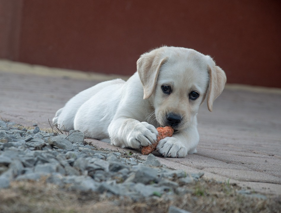 7 Foods Your Dog Should Never Eat