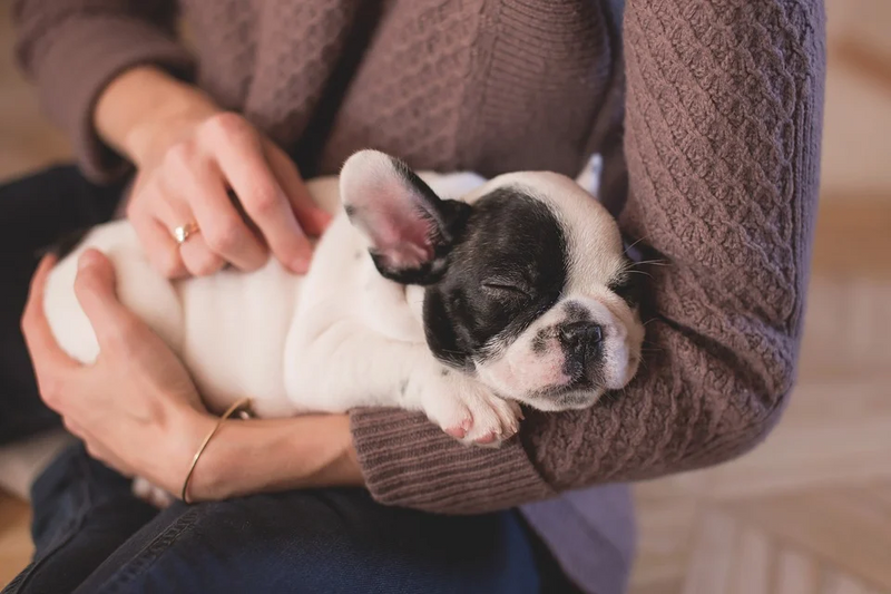 Getting a New Puppy? Here’s a Small List of Must-Haves!