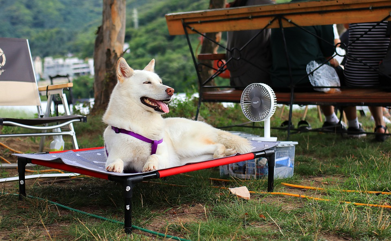 5 Tips to Enjoy a Perfect Vacation with Your Dog