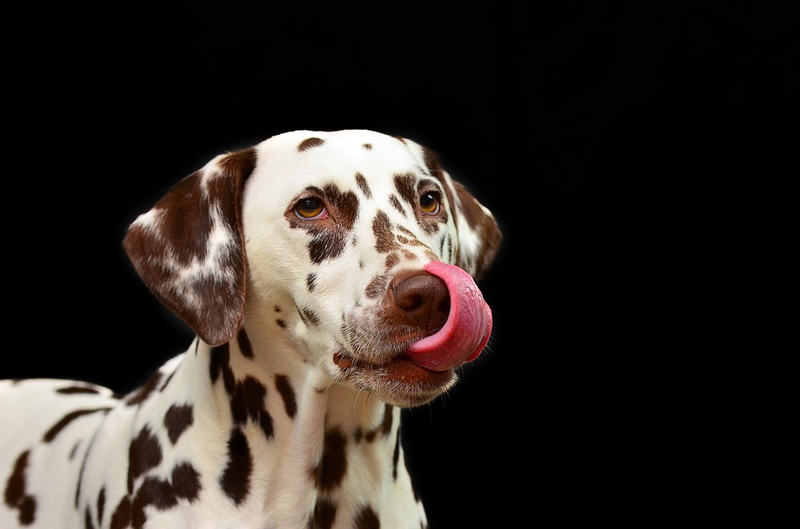 Surprising Things Your Dog Can Sense