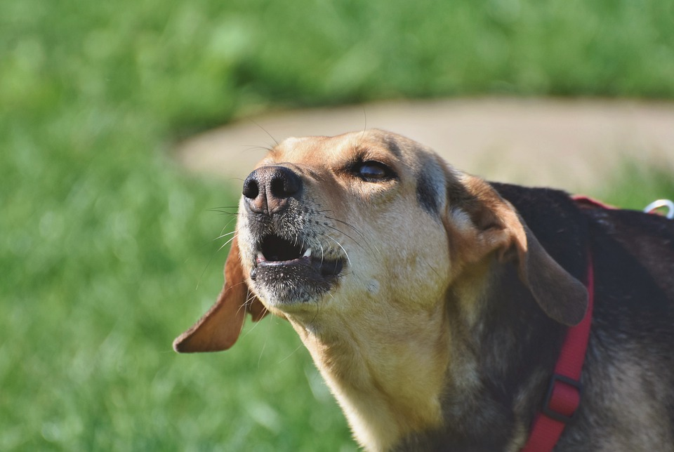 How to Deal with Excessive Dog Barking?