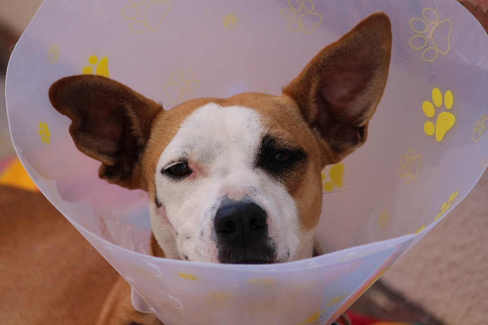 Must-Know First Aid Tips for Your Dog