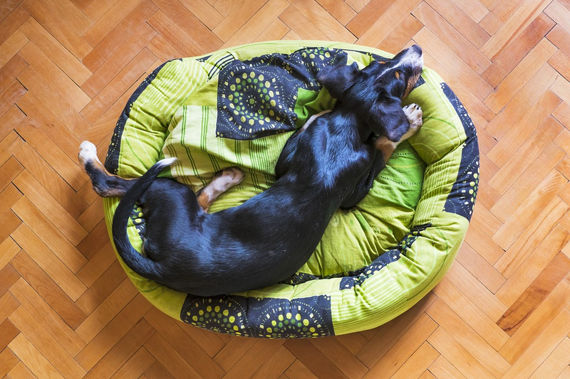 Your Dog Needs a Good Bed - Here's Why