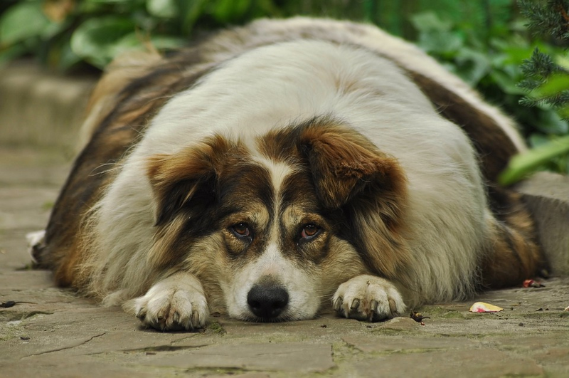 Obesity in Dogs - What You Need to Know